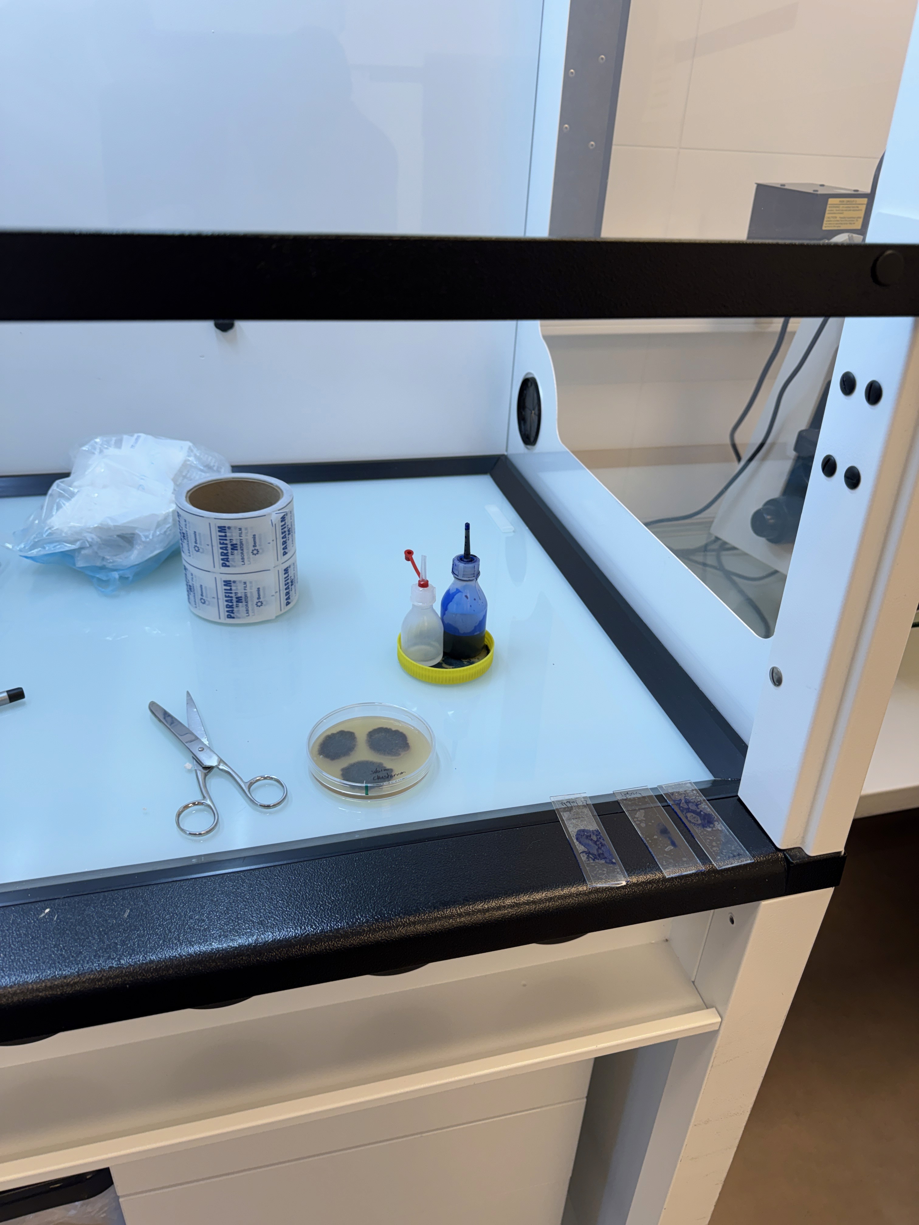 Mikrobiologische Arbeitsstation im Baustofflabor von Earl Chemicals